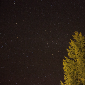 starry sky with tree